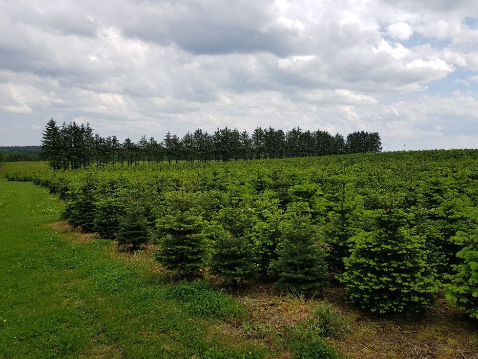Jodła Kaukaska Abies Nordmann z Danii Green Product Dania