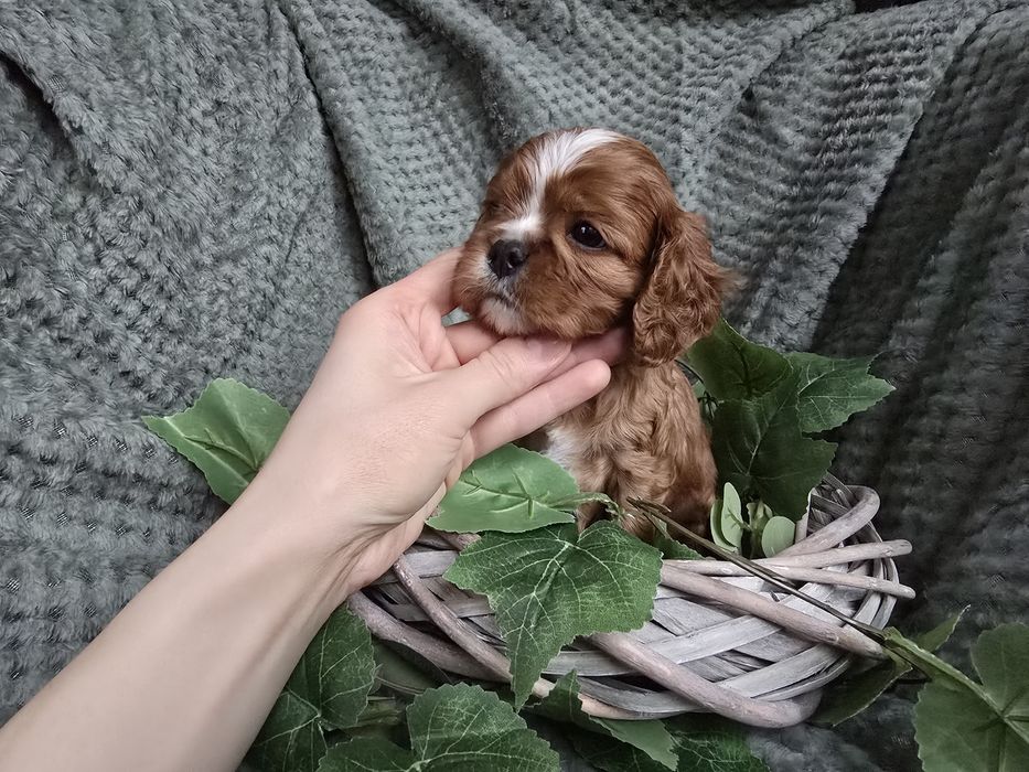 Cavalier King  Charles Spaniel piesek