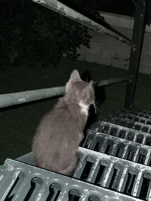 Doa-se gatos brancos e cinza