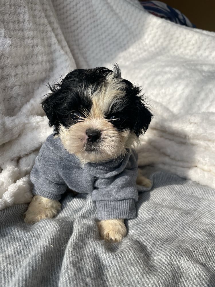Shihtzu macho pequeno