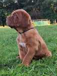 Dogue de Bordeaux FCI