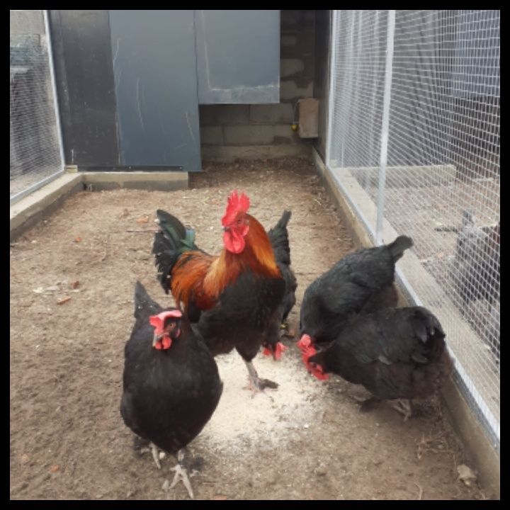 Ovos caseiros para consumo