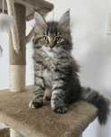Kotka Maine Coon