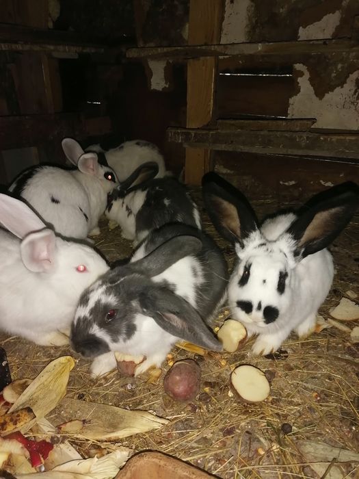 Króliki po srokaczu
