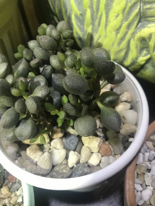 Adromischus marianae «Little spheroide» Адроміскус