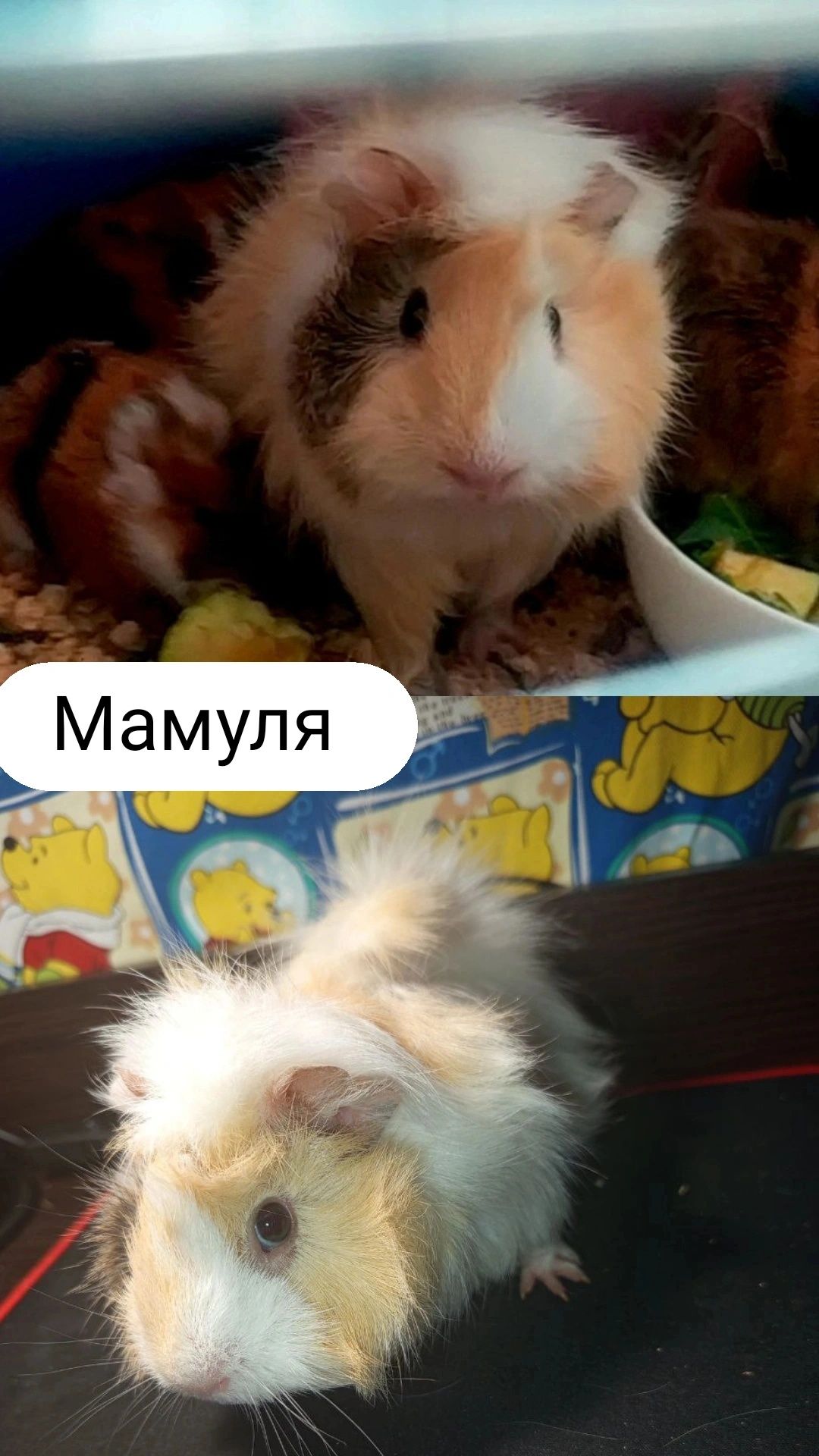 Морская свинка свинки морские