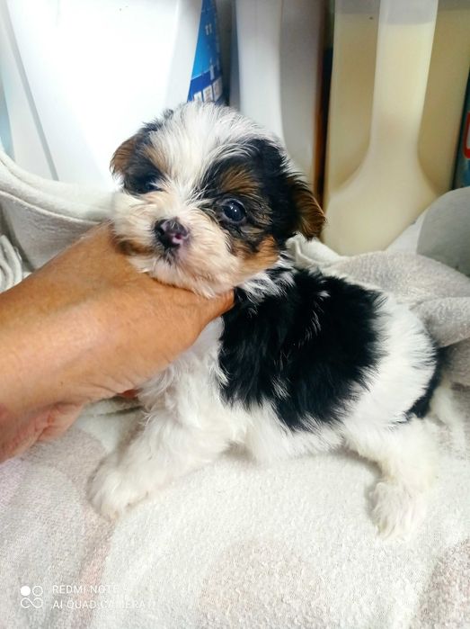 Biewer Terrier TOP