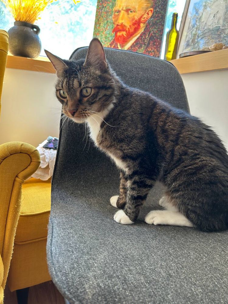 Catsitter no Porto / Cuidador de gatos