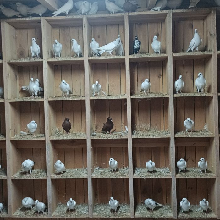 Jasne pasiaki wyszwance