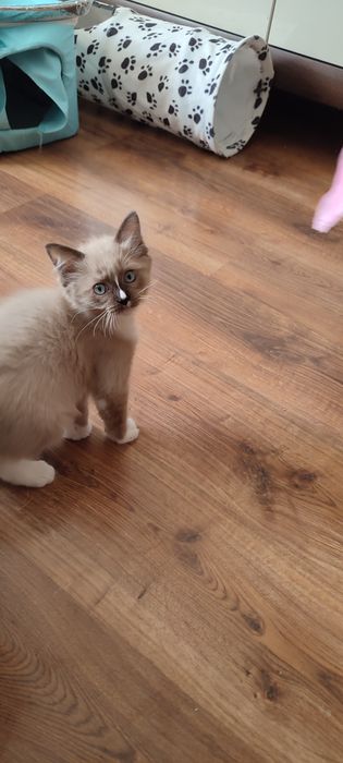 Ragdoll Cherubin Mink rodowód TICA