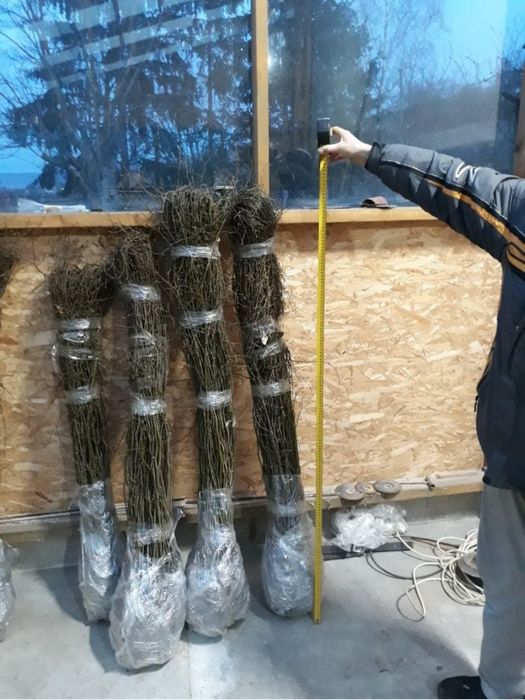 Саджанці граба, для живоплоту, жива ізгородь.