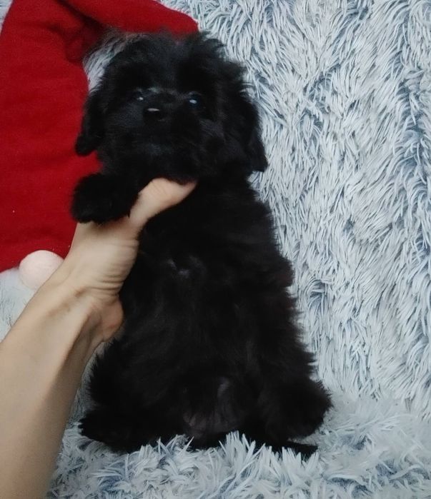 Чорная мальтипушная девочка с самыми доброжелательным характером. Киев