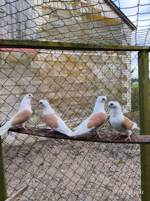 Mewki Gołębie ozdobne