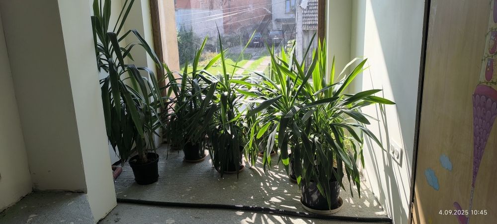 Sprzedam piękne jukki