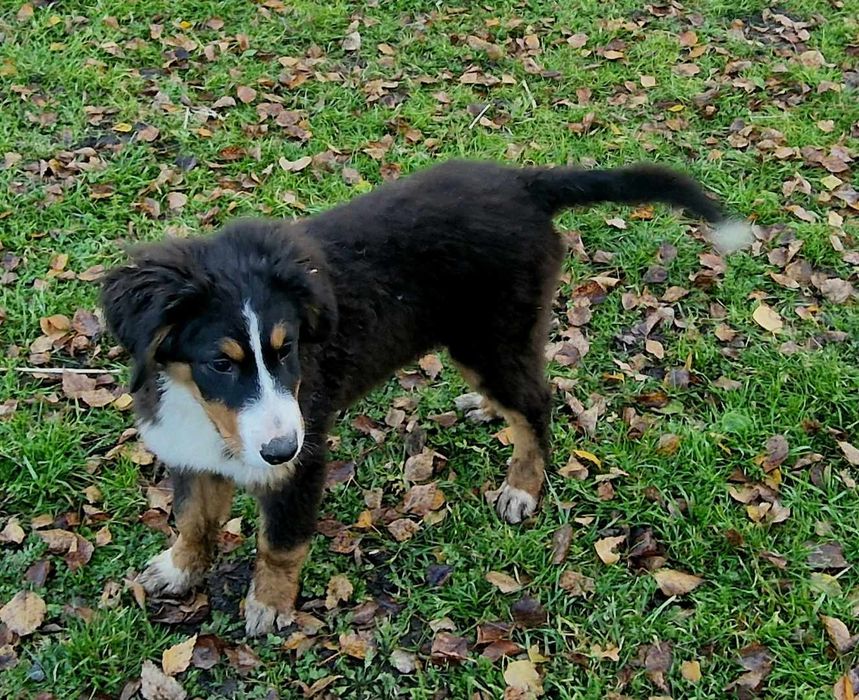 Szczenięta po berneński pies pasterski