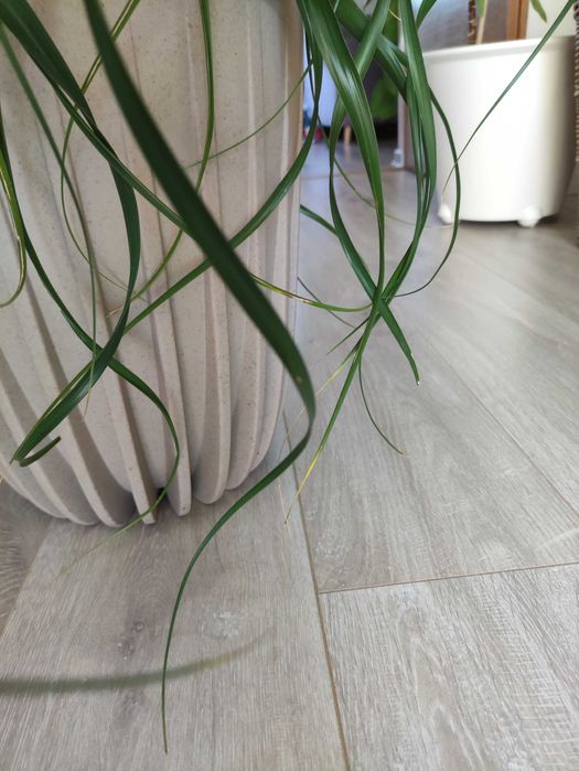 Nolina - stopa słonia