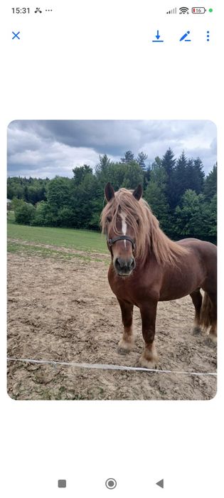 Sprzedam ogiera z licencją woj Podkarpackie