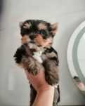 Yorkshire terrier