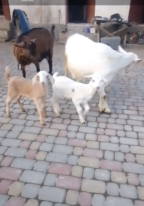 Продається козичка