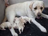 Labrador Retriever