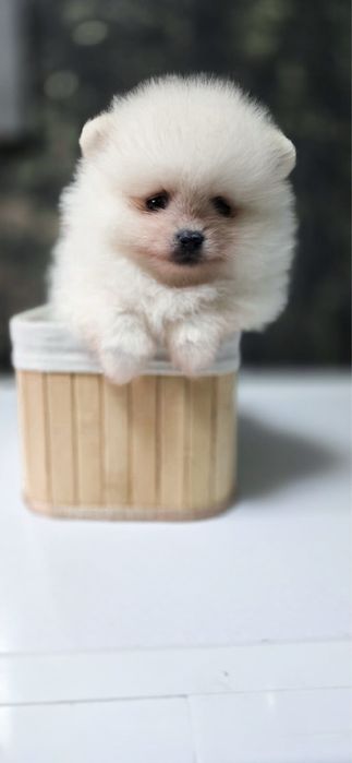 XXS maleńki pomeranian szpic miniaturowy KOMPLET SZCZEPIEŃ szkolenie