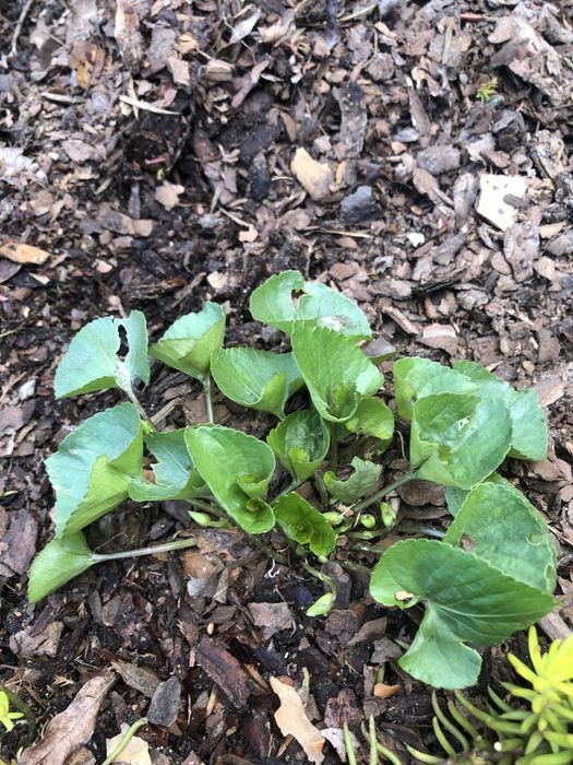 Biały fiołek do kolekcji kwitnących