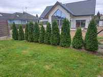Tuja Smaragd (Thuja Occidentalis) Sadzonka Premium Gęsta 100-200