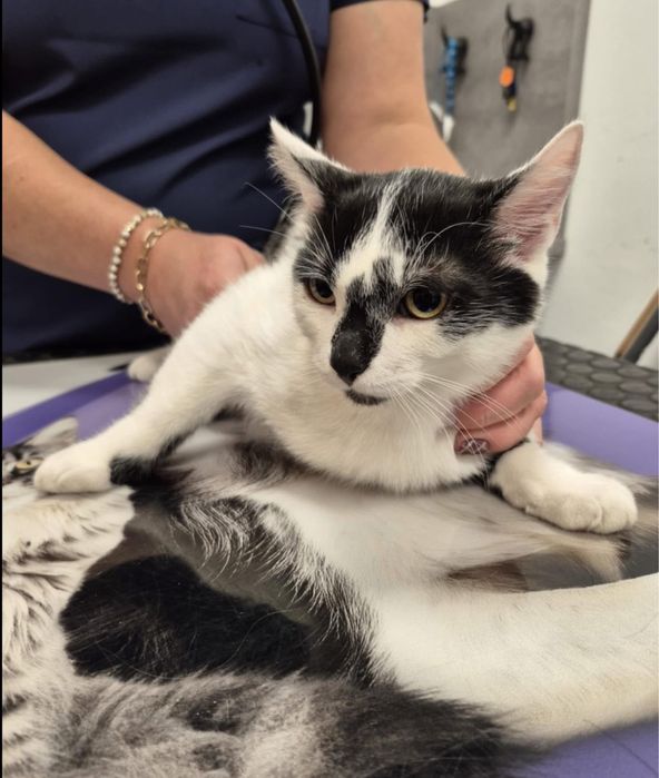 Semafor poleca się do adopcji!