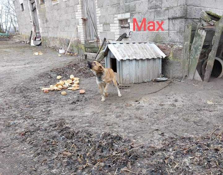 Max i Bax szukają pilnie domu
