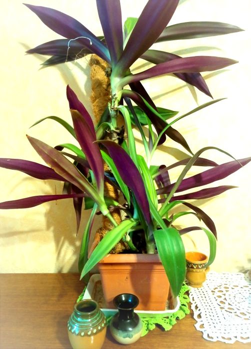 Кімнатна рослина Традісканція Рео