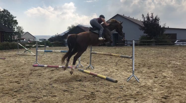 Cudowna klacz Wlkp/Selle français