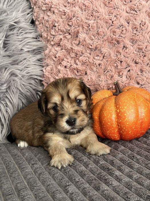 Hawanczyk piękny piesek!