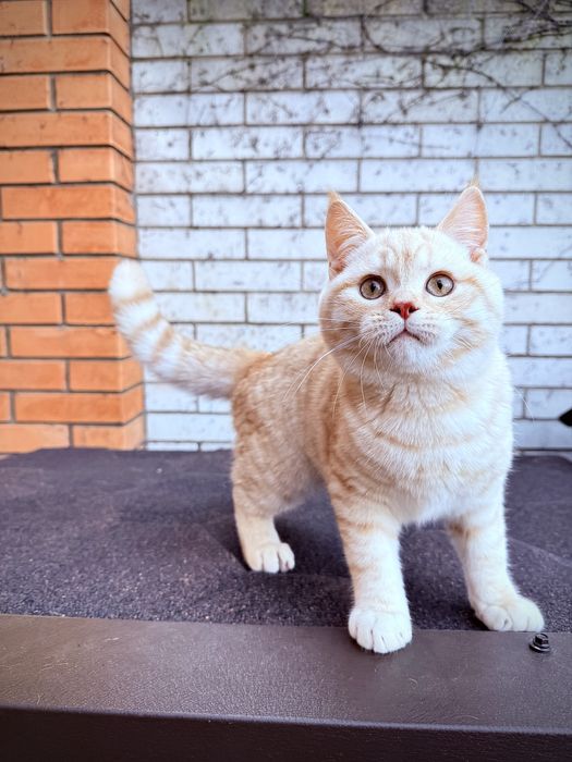 Шотландского мальчика