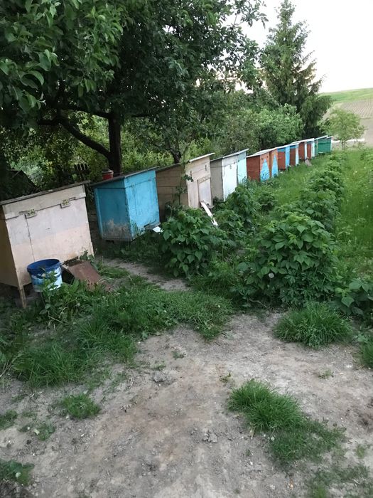 Продам мед з власної пасіки,не перепродаж.