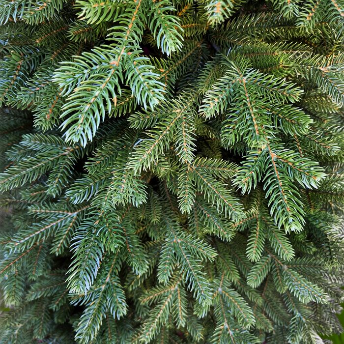 Ялинка  лита  "Віденська" зелена