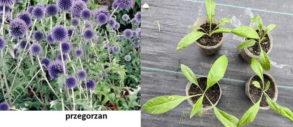 Byliny: zestaw odętka orlik, wiesiołek, gailarda, tojeść,przegorzan
