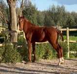 Poldros lusitanos