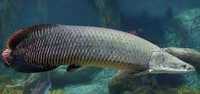 Арапайма  (Arapaima gigas)