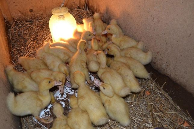 Агідель качка інкубаційне яйце Польща