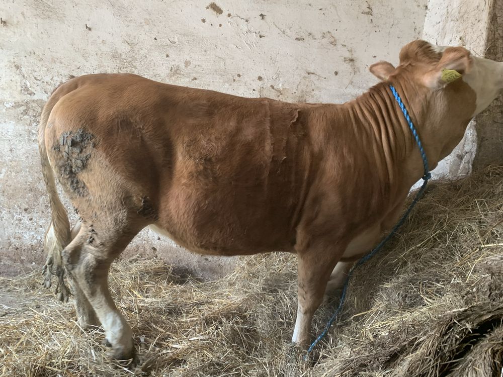 Jałówka rasy mięsnej charolaise / hereford