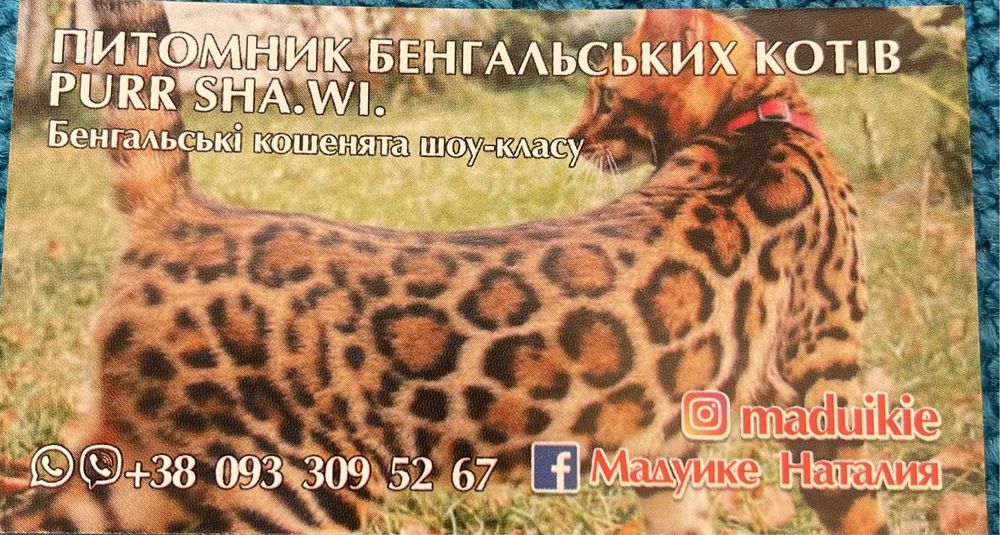 Бенгальские котята  Бенгальські кошенята