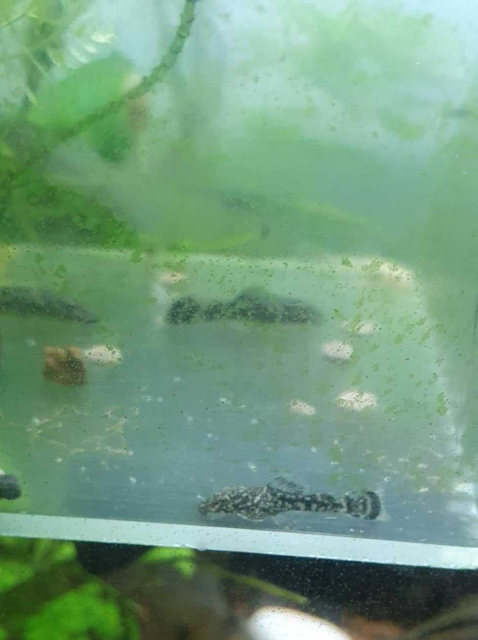 Ancistrus comuns e albinos juvenis