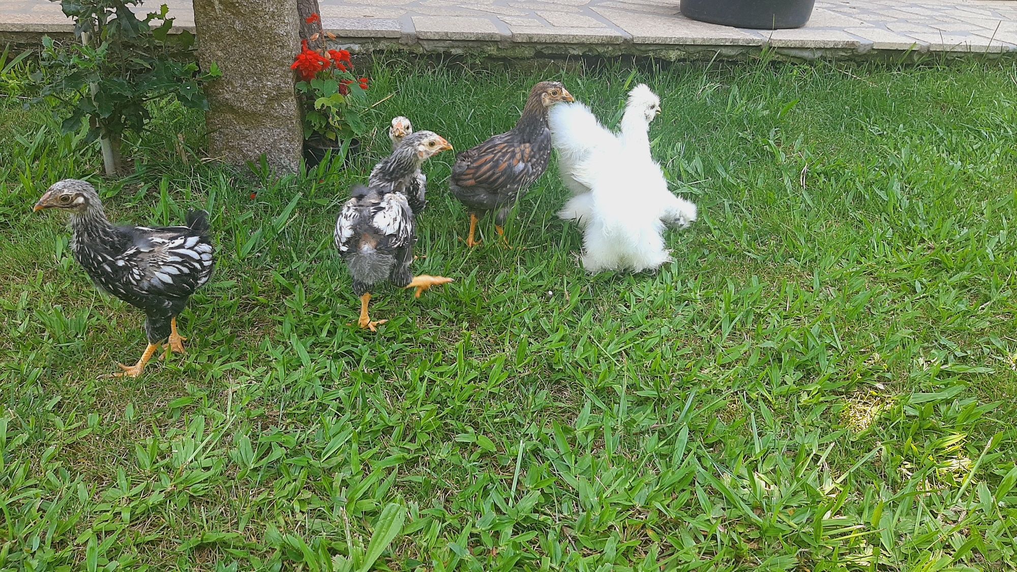 Lote sedosas e wyandottes