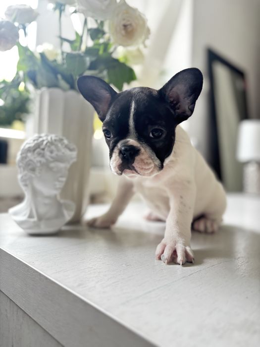 Buldog francuski z rodowodem suczka gotowa do odbioru