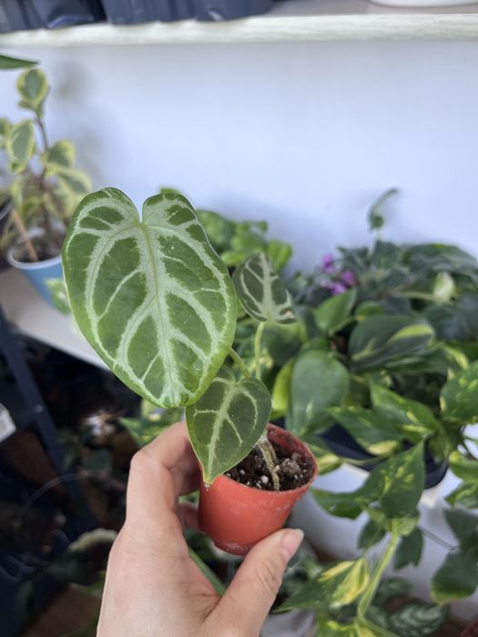 Антуріум  Silver Blush