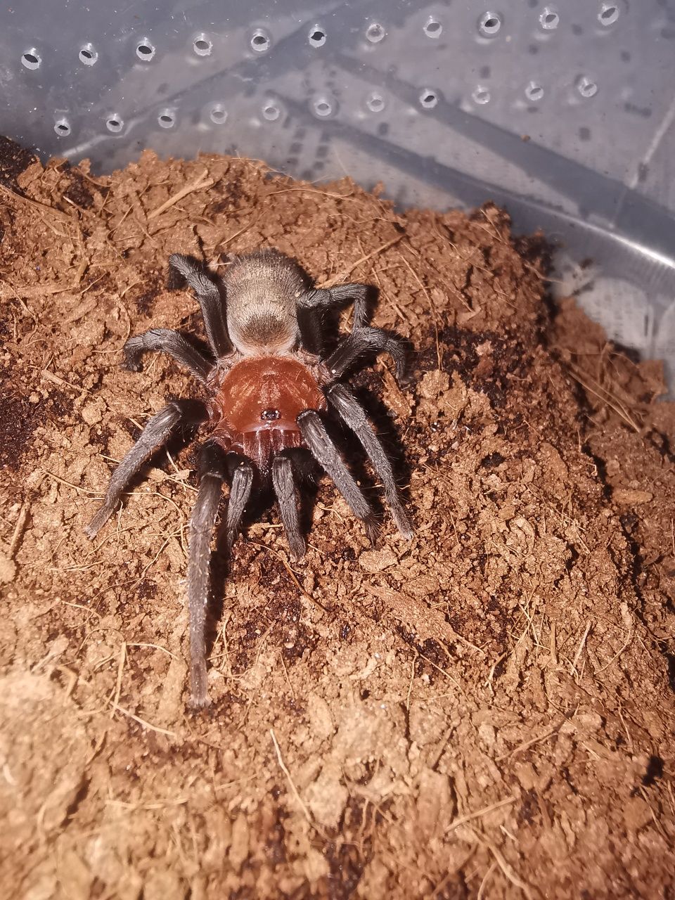Bumba horrida 2.5dc