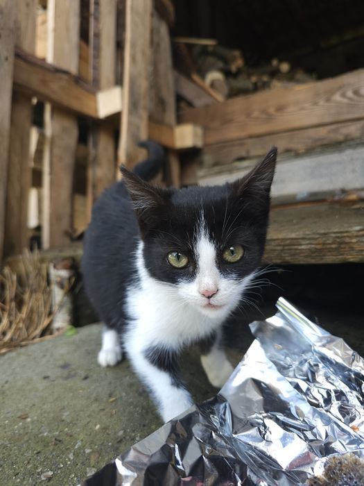 Oddam biało-czarną kotkę