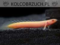 Wielopłetwiec senegalski albinos - Polypterus senegalus albino