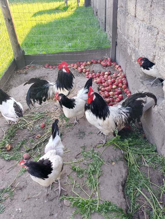 Sprzedam kury Lakenfelder