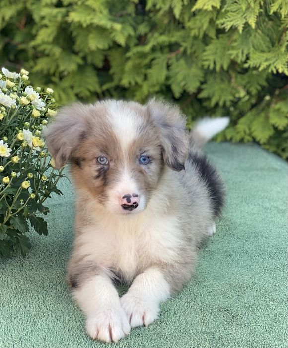 Border Collie ZARIAN do odbioru